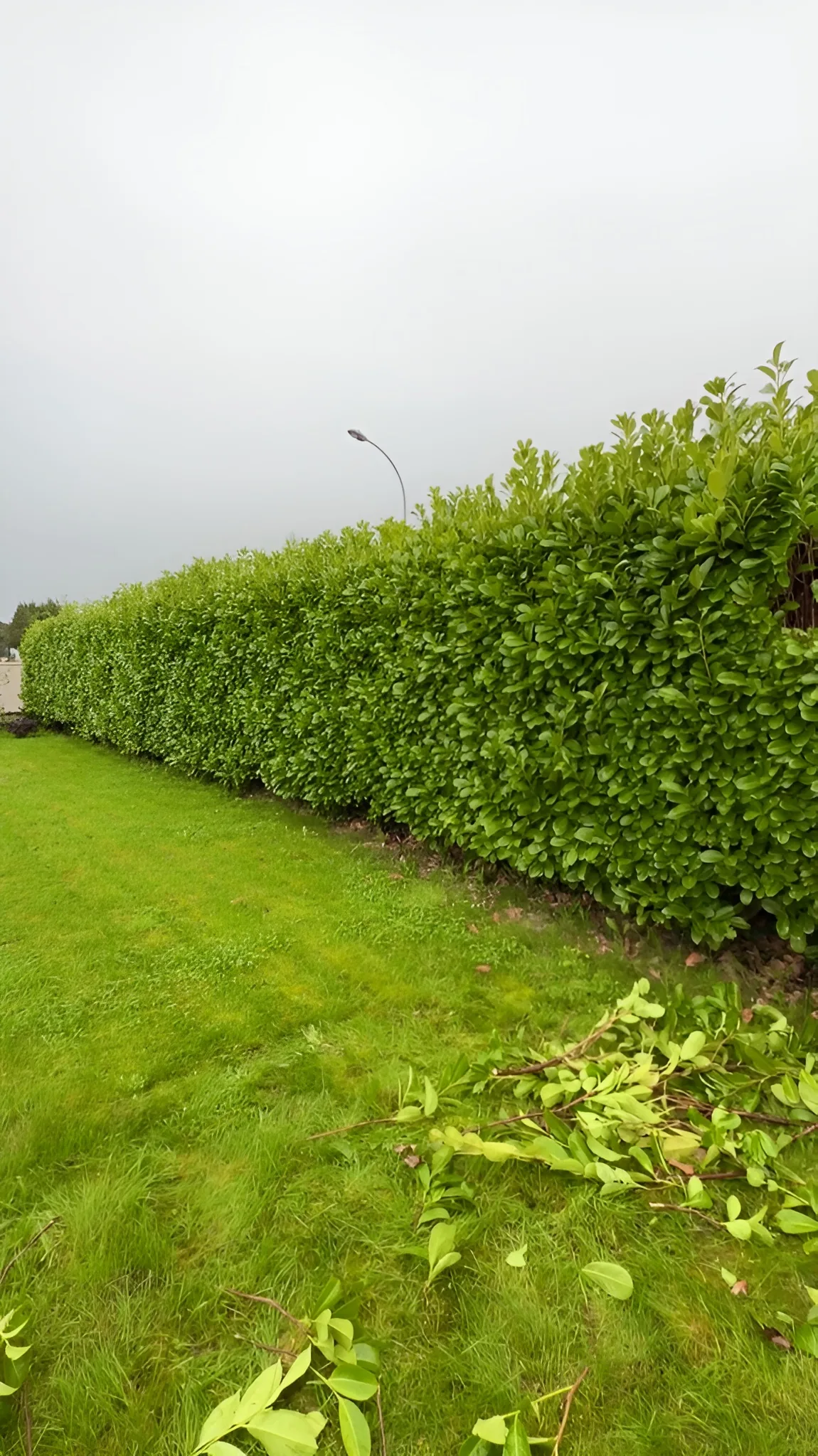 Taille de haies à Cherbourg - Avant