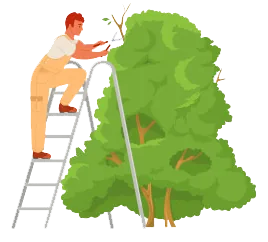 Élagage d'arbres à Cherbourg