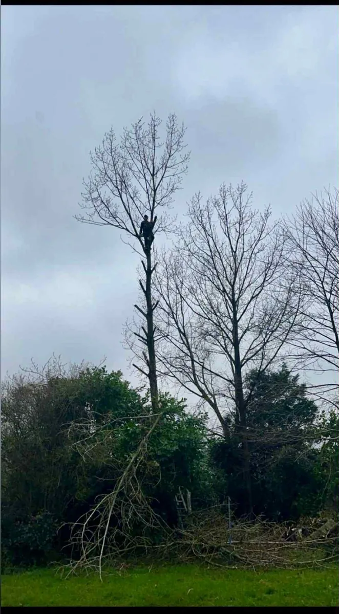 Élagueur professionnel en intervention à Cherbourg